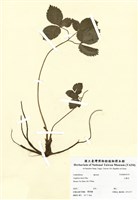 藏品(山獨活)的圖片